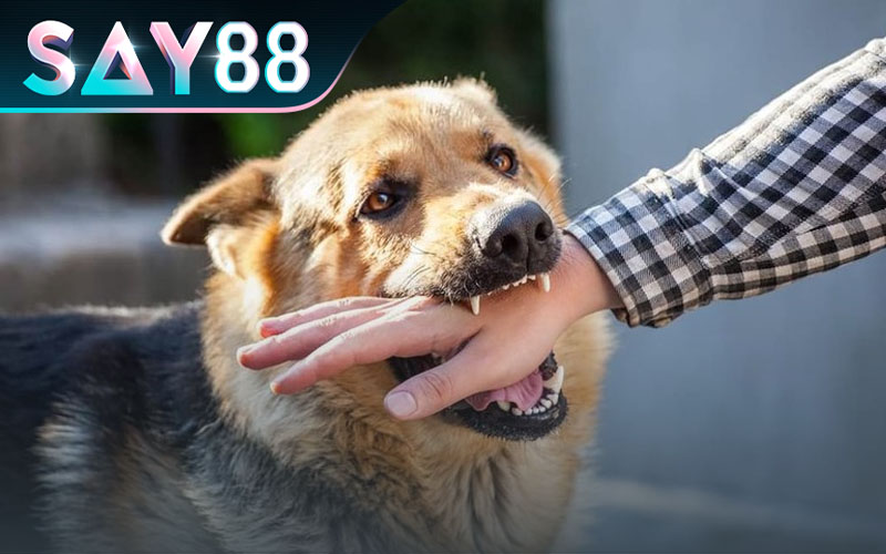 Có nhiều cặp số may mắn chơi lô đề khi nằm mơ thấy chó cắn, chó đuổi